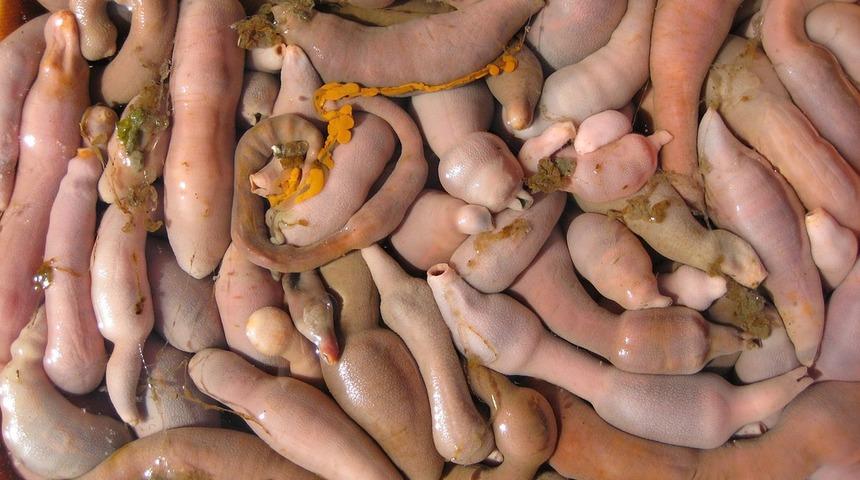 Görenler şaşırmakta haklı! Görüntüsüyle herkesi düşündüren penis balığı