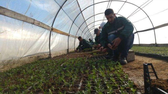 400 Bin Adet Mevsimlik Çiçek Seralarda Yetişiyor