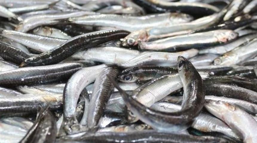 Hamsi Bir G&uuml;nde 6 Tl Y&uuml;kseldi