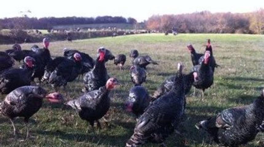 Hindi Yetiştiriciliği Projesi