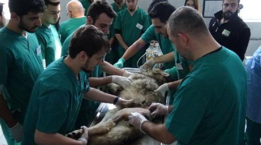 Otomobil &Ccedil;arpan Kurt Ameliyat Edildi