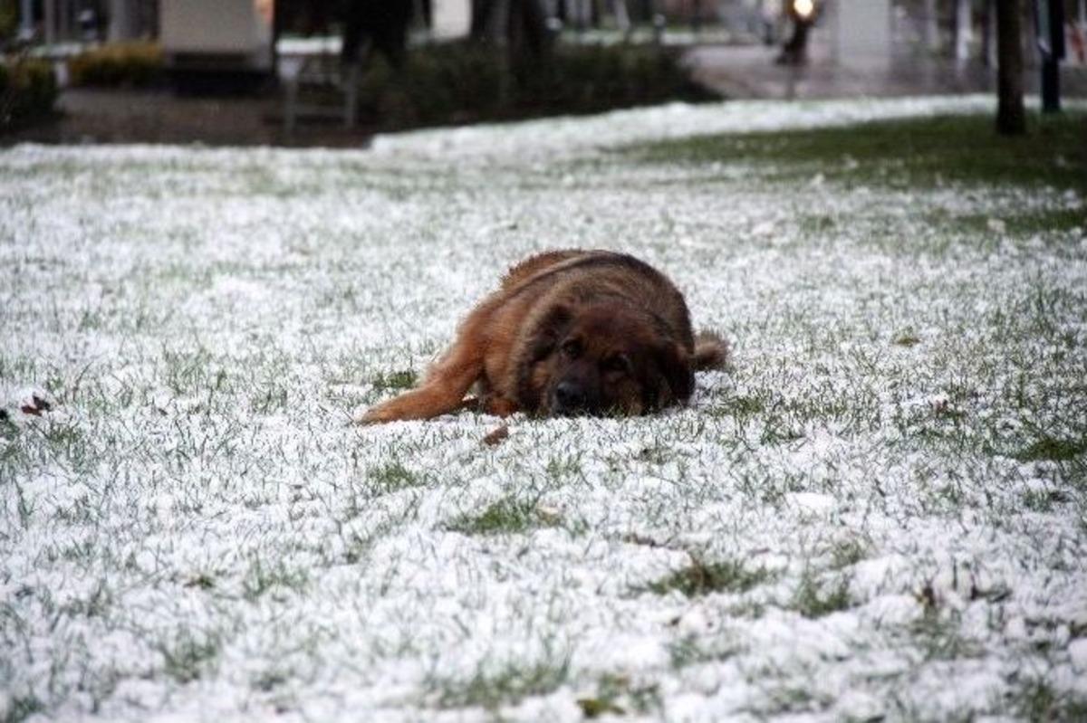 Kocaeli&rsquo;ne Yılın İlk Karı Yağdı
