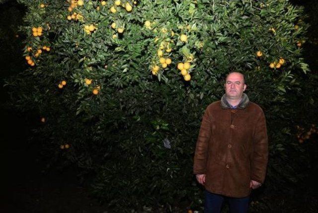 &Ccedil;ukurova da &Ccedil;ift&ccedil;iler Dona Karşı &Ouml;nlem Alıyor 3