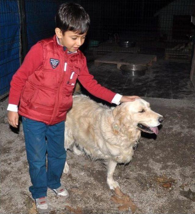 Engelli Köpeği Sahiplendi