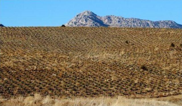 Lavanta Deresi Projesi, Türkiye Ve Dünyaya Örnek Oldu