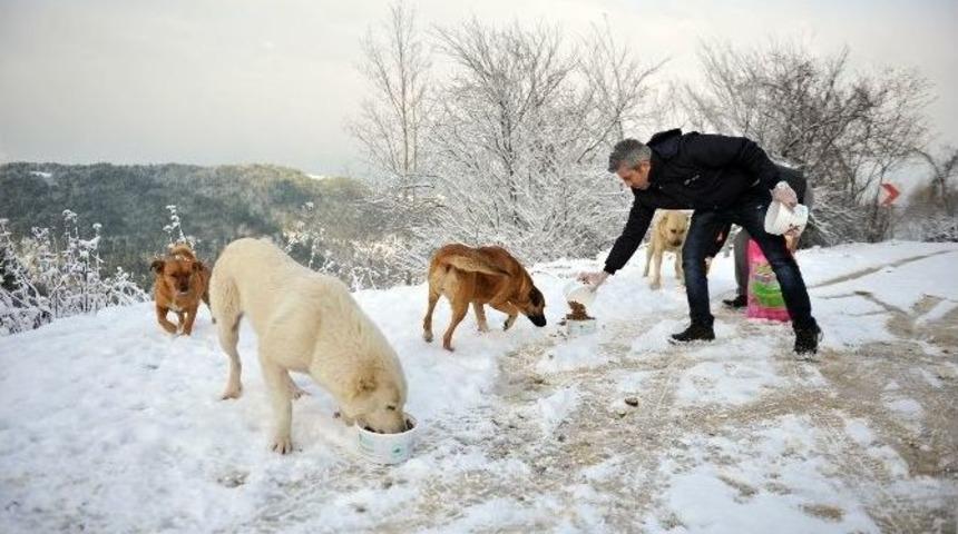 Uludağ&rsquo;daki A&ccedil; Hayvanlara Yiyecek Bırakıldı