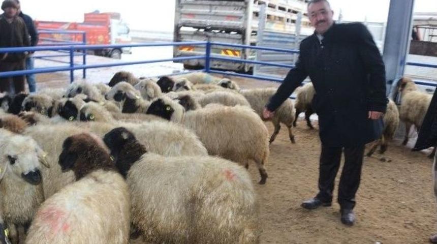 Niğde&rsquo;de 11 Aileye 440 Koyun Dağıtıldı