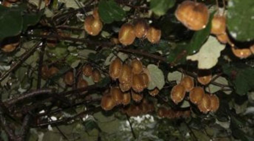 Kivi &Uuml;retiminde İnanılmaz D&uuml;ş&uuml;ş