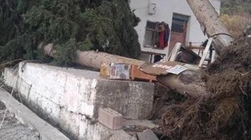 Dev Ardıç Ağaçları Evin Üzerine Düştü