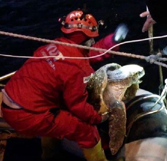 Caretta Carettayı Akut Kurtardı