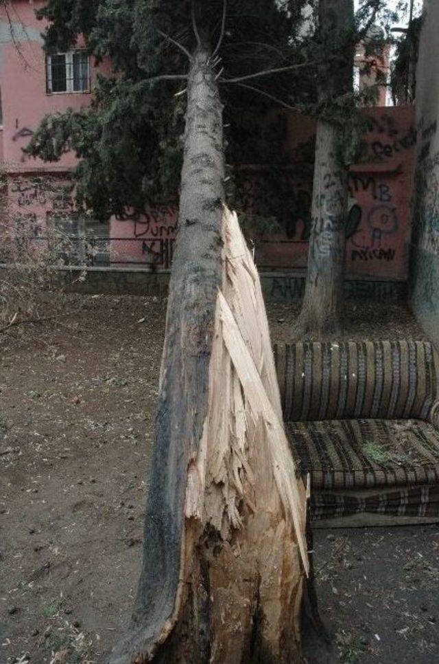 Evin &Uuml;zerine Ağa&ccedil; Devrildi 1