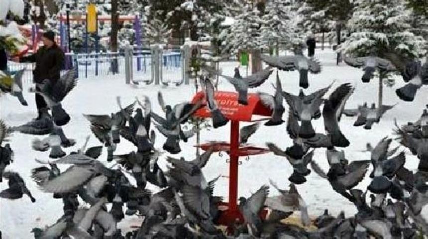 Sokak Hayvanlarına Yiyecek Ve Su