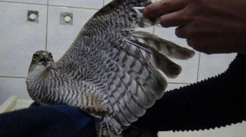 Evcilleştirmek I&ccedil;in Kanadı Kesilen Atmacaya Tedavi