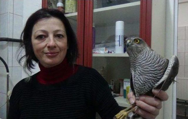 Evcilleştirmek I&ccedil;in Kanadı Kesilen Atmacaya Tedavi 1