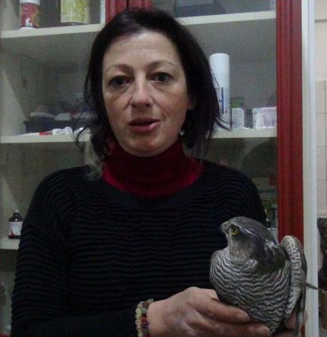 Evcilleştirmek I&ccedil;in Kanadı Kesilen Atmacaya Tedavi 2