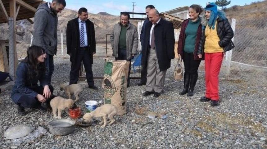 Bayat Belediyesi Sokak Hayvanlarına Sahip &Ccedil;ıkıyor