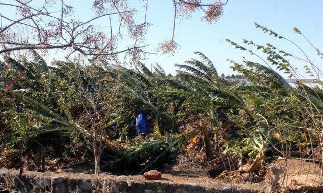 Fırtına Seraları Yıktı, Ağa&ccedil;ları Devirdi 2