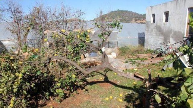 Fırtına Seraları Yıktı, Ağa&ccedil;ları Devirdi 3