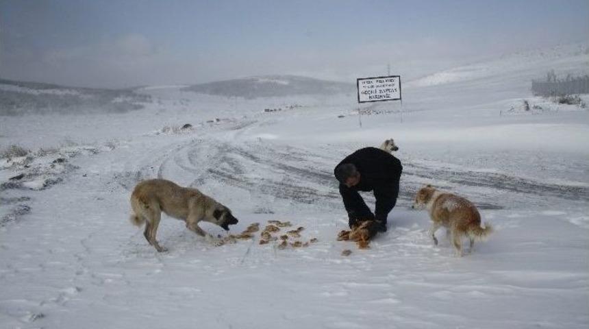 Yozgat&rsquo;ta Sokak Hayvanları İ&ccedil;in Doğaya Yiyecek Bırakıldı