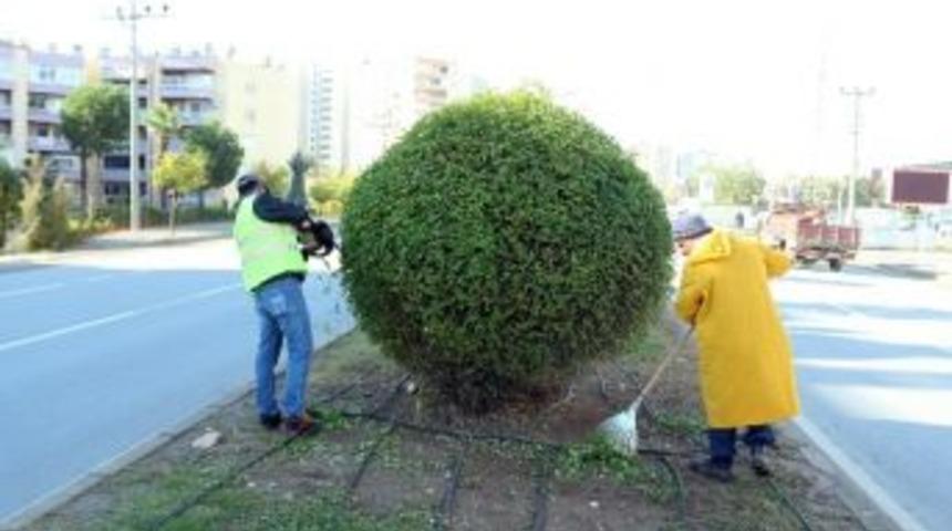 B&uuml;y&uuml;kşehir Belediyesi, Ağa&ccedil;lara Kış Bakımı Yaptı