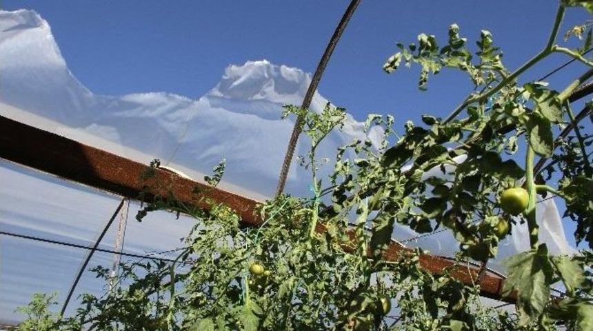 Seydikemer&rsquo;de Fırtına Seralara Zarar Verdi