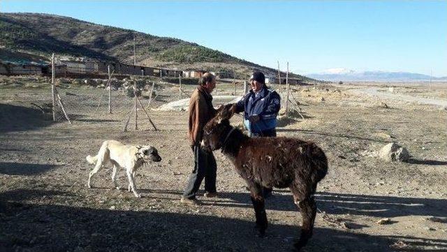 Soğukta Bırakılan Eşeğe Zabıta Sahip Çıktı