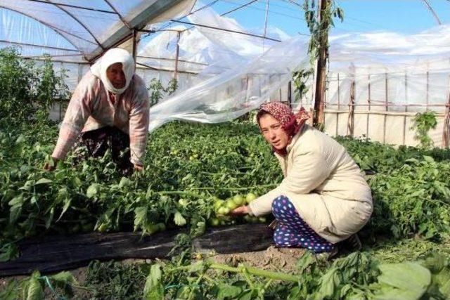 Seraları Rüzgarla Yırtılan Çiftçiler Zamanla Yarışıyor