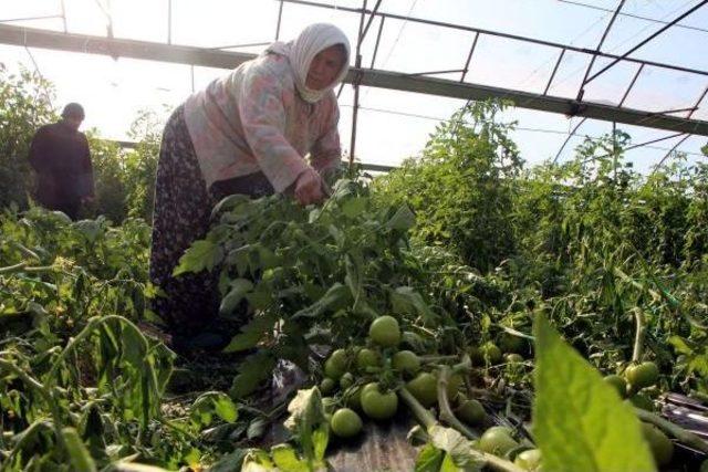 Seraları Rüzgarla Yırtılan Çiftçiler Zamanla Yarışıyor