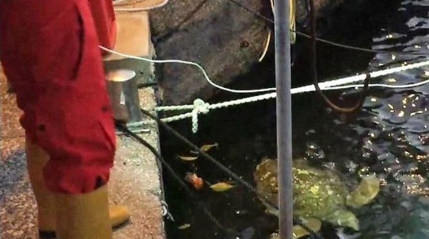 Balık&ccedil;ı Barınağında Kaplumbağa Operasyonu