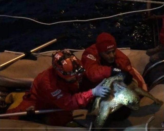 Balık&ccedil;ı Barınağında Kaplumbağa Operasyonu 1