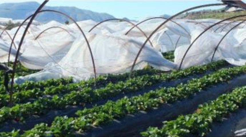 Uşak İ&ccedil;in Zirai Don Uyarısı