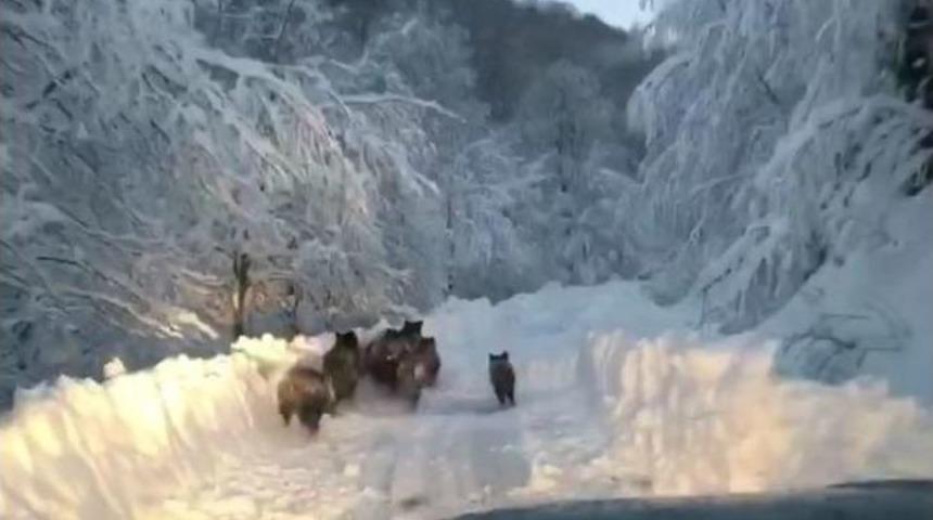 Aracın &Ouml;n&uuml;ne Domuz S&uuml;r&uuml;s&uuml; &Ccedil;ıktı