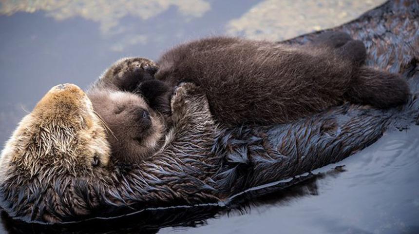 Annesinin kucağında uykuya dalan su samuru