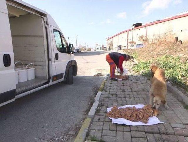 Sevimli Dostlar Için Hergün 4 Ton Yiyecek Hazır