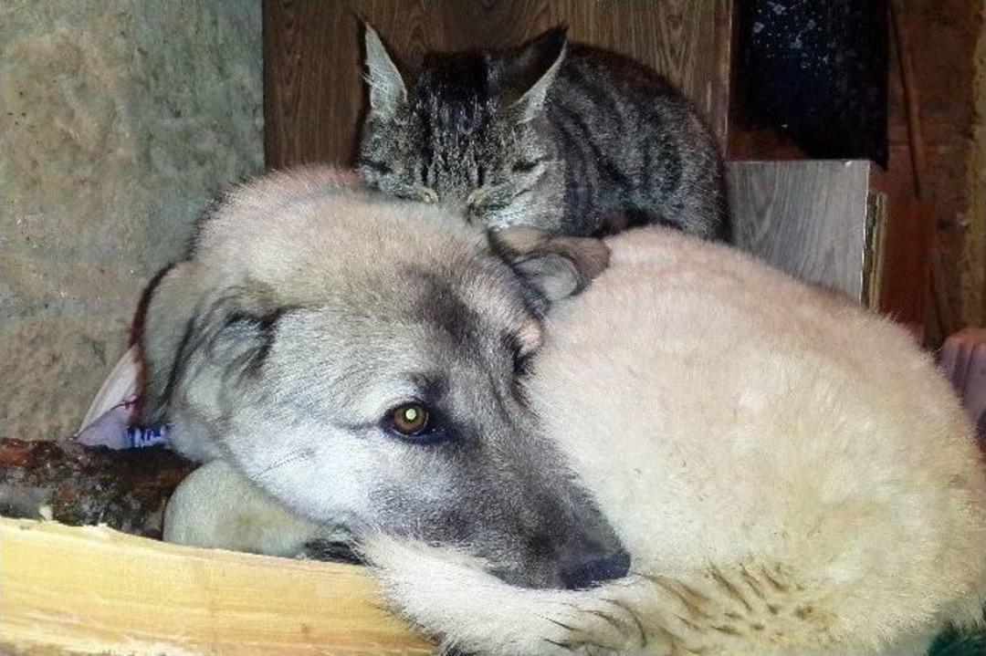 Kedi İle K&ouml;peklerin Anlamlı Dostluğu