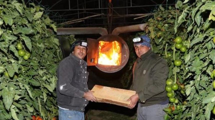 Domates &Uuml;reticisi Serada Don N&ouml;beti Tuttu