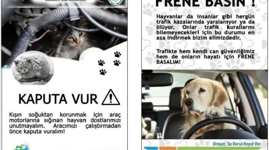 Sokak Hayvanlarının Rehabilitasyonu &Ccedil;alışması