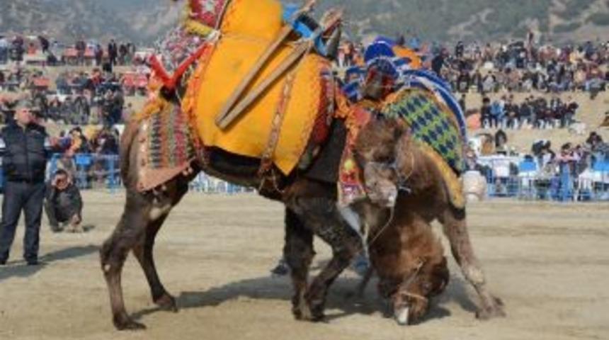 Buharkent Deve G&uuml;reşi Festivaline Hazır