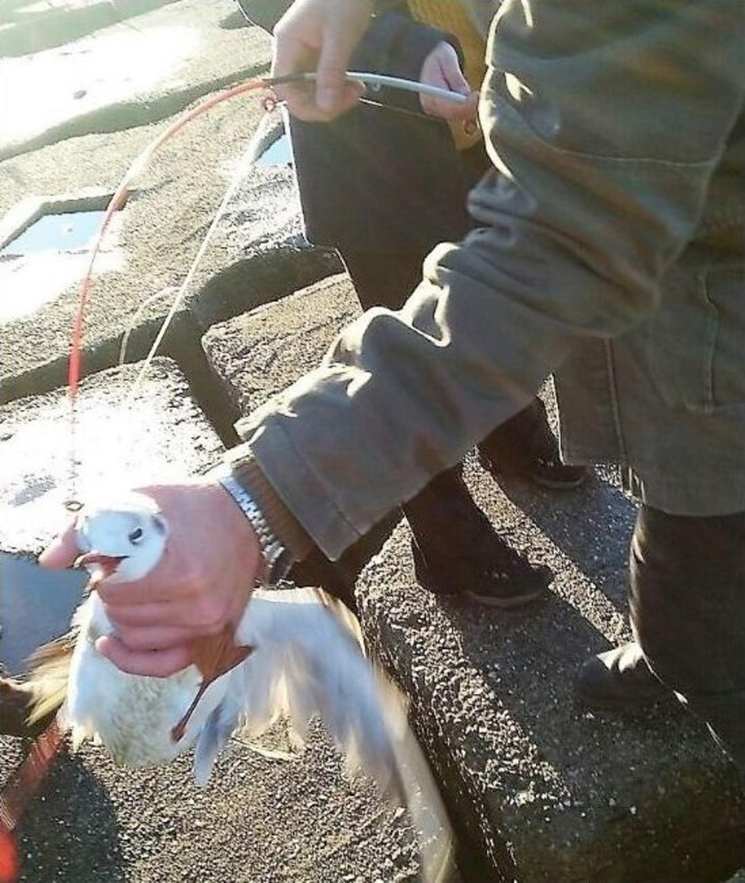 Beton K&uuml;tleler Arasında Kalan Yavru Martılar Kurtarıldı