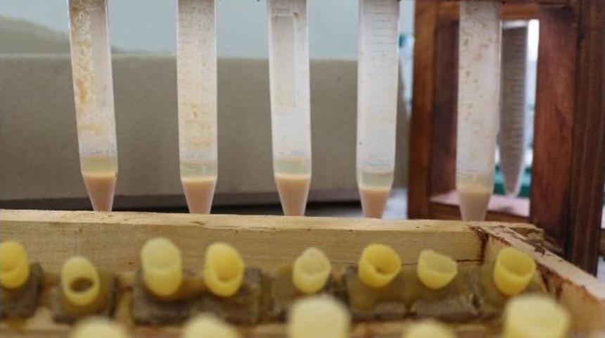 Bu S&uuml;t&uuml;n Kilosu 20 Bin Lira