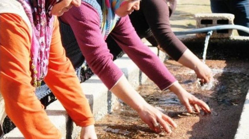 T&uuml;rkiye&rsquo;nin Fidanları Eğirdir&rsquo;de Yetiştiriliyor