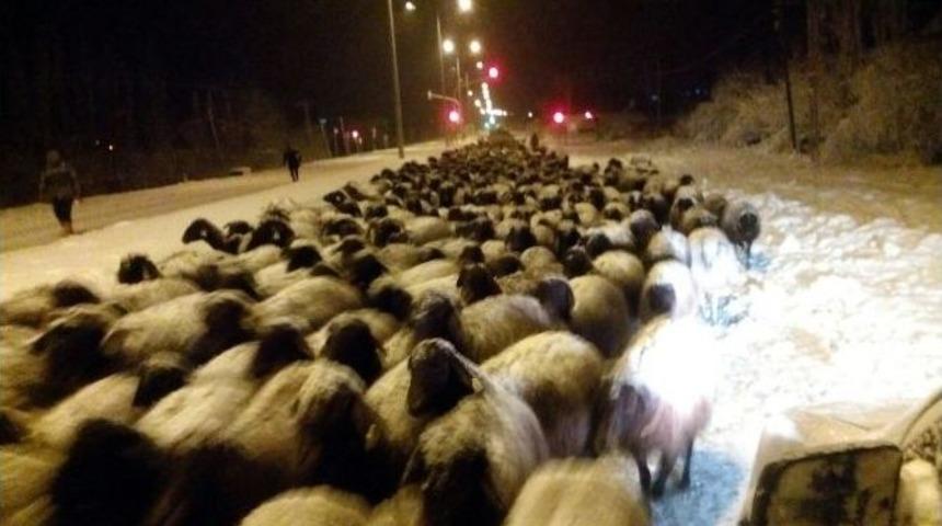 S&uuml;r&uuml;lerin Zorlu D&ouml;n&uuml;ş&uuml;