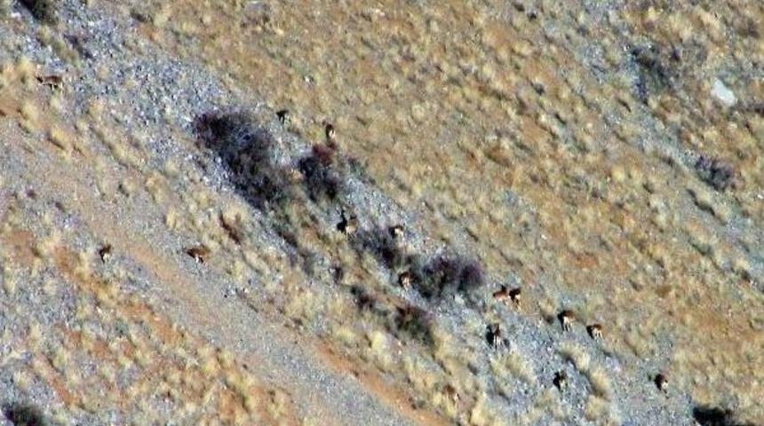 Aladağlar'da Yaban Keçisi Sayısı Arttı