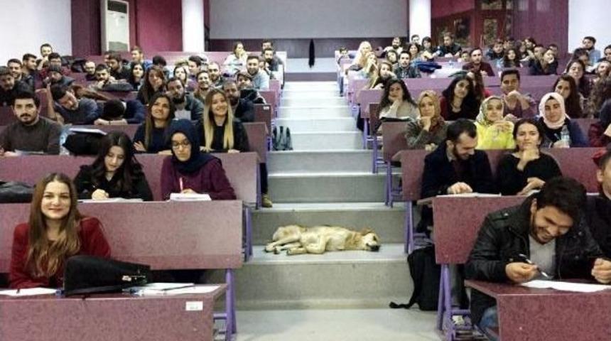 Sokak K&ouml;peği Soğuk Havada Amfide Uyudu