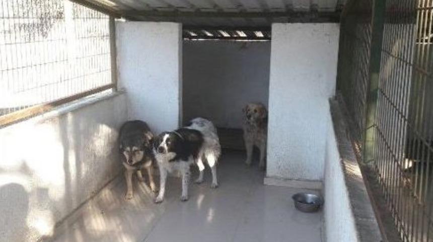 Burhaniye&rsquo;de K&ouml;peklere Belediye Koruması