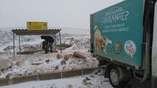 Gaziantep Büyükşehir Belediyesi Sokak Hayvanlarına Sahip Çıkıyor