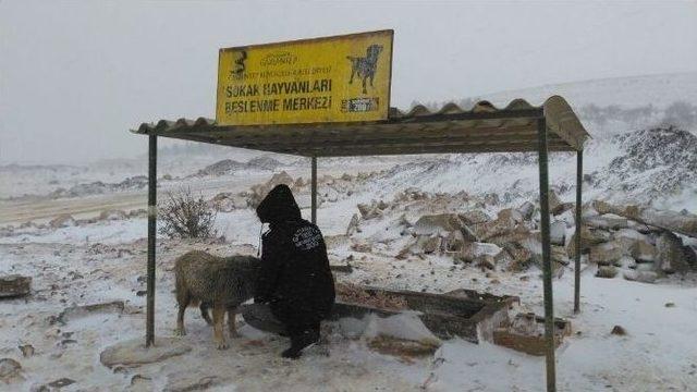 Gaziantep Büyükşehir Belediyesi Sokak Hayvanlarına Sahip Çıkıyor