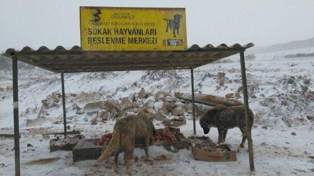 Gaziantep Büyükşehir Belediyesi Sokak Hayvanlarına Sahip Çıkıyor