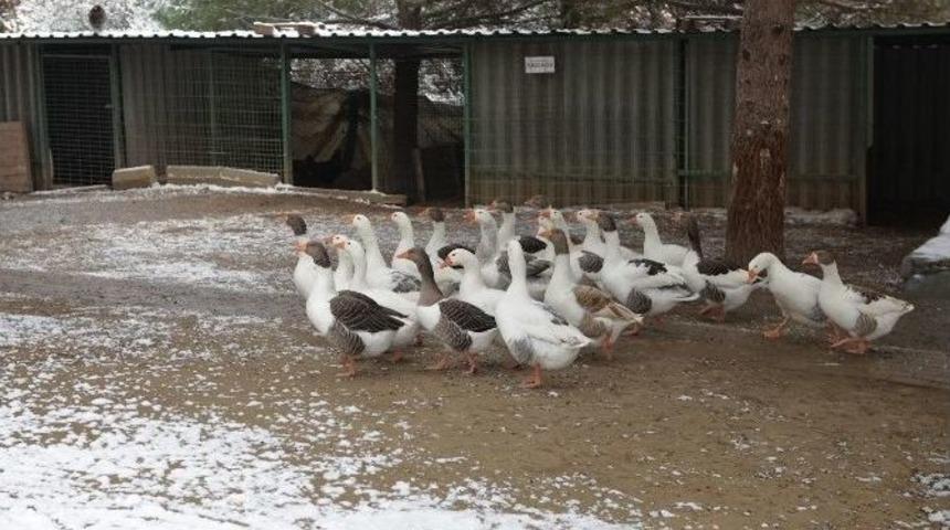 Yıldırım&rsquo;da Sokak Hayvanları Sahipsiz Değil