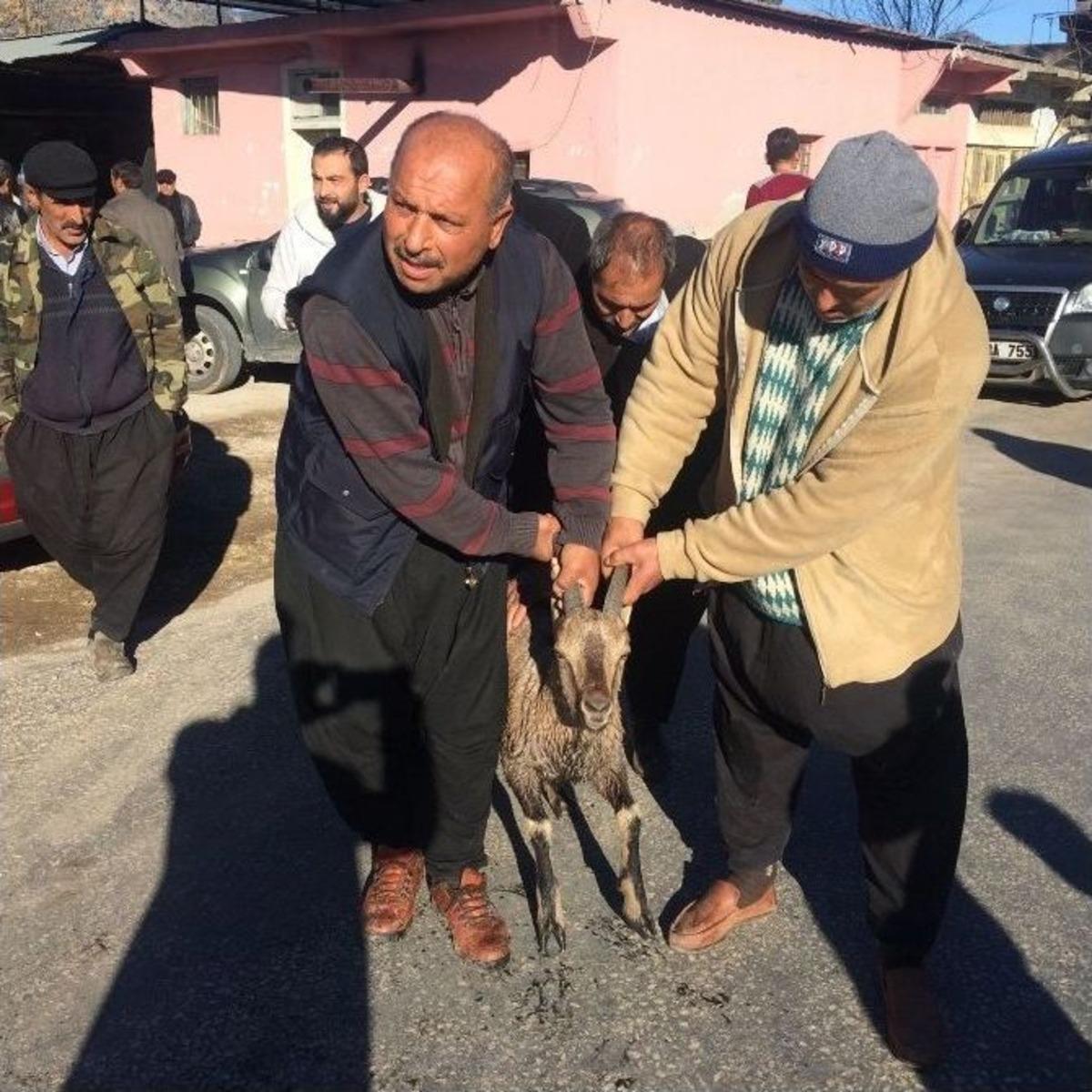 (&ouml;zel) G&ouml;lete D&uuml;şen Yaban Ke&ccedil;isini K&ouml;yl&uuml;ler Kurtardı